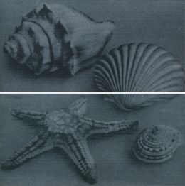 Settecento Zen-sation Sea Life Black A+B 