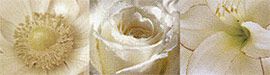 Marca corona Charme Charme Fiore White Bordo