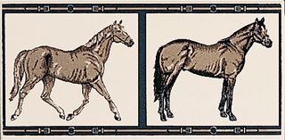Petracers Grand Elegance Horses su Panna