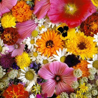 Absolut ceramica (Cobsa) English style Decor Marguerites