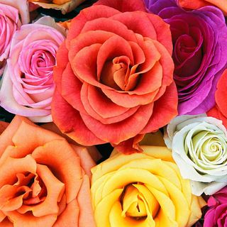 Absolut ceramica (Cobsa) English style Decor Roses
