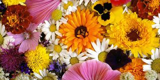 Absolut ceramica (Cobsa) English style Cenefa Marguerites