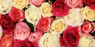 Absolut ceramica (Cobsa) English style Cenefa Roses
