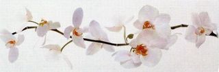 Colorker Nova DEC.ORQUIDEA