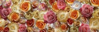 Colorker Nova DEC.ROSAS