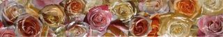 Colorker Nova CEN.ROSAS