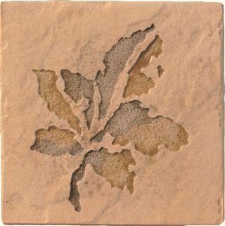 Cir & Serenissima Quarry stone Inserto Fossili S/2 Amber
