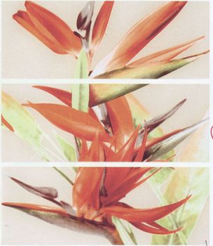 Dado Beauty matt STERLIZIA NARANJA
