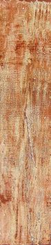 Venus Petrified forest Gold Cherry