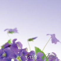 Фрески Applico Цветы